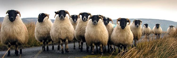 Event Partners IRE banner