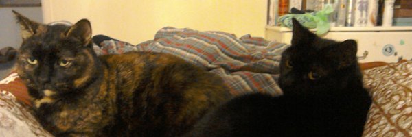 lisacartman Profile Banner