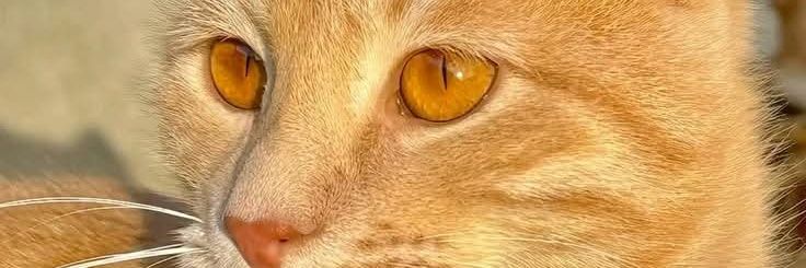 Migitas de chisme banner