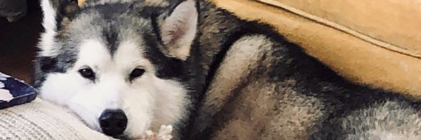 PamSaulsby Profile Banner