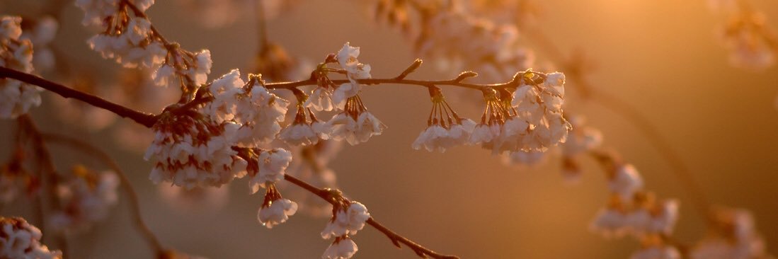 sourceNFT_'s profile banner image