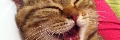 Veeebee's profile banner image