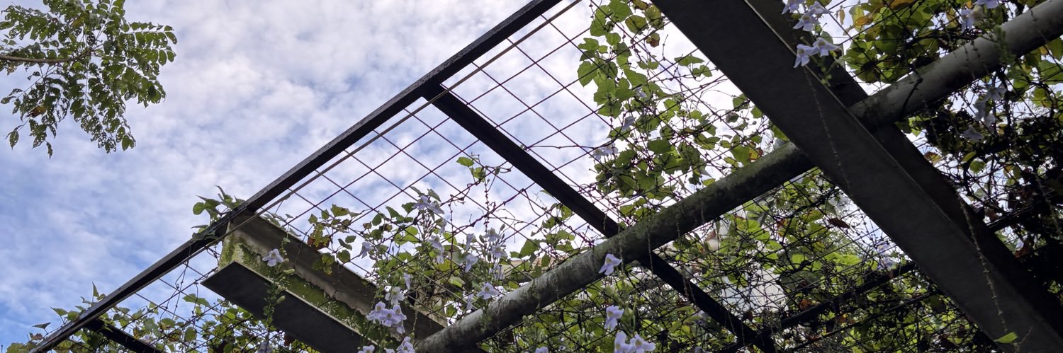 Cincau banner
