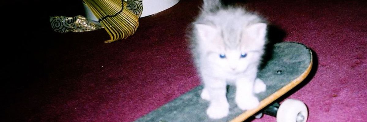 cat_face16's profile banner image
