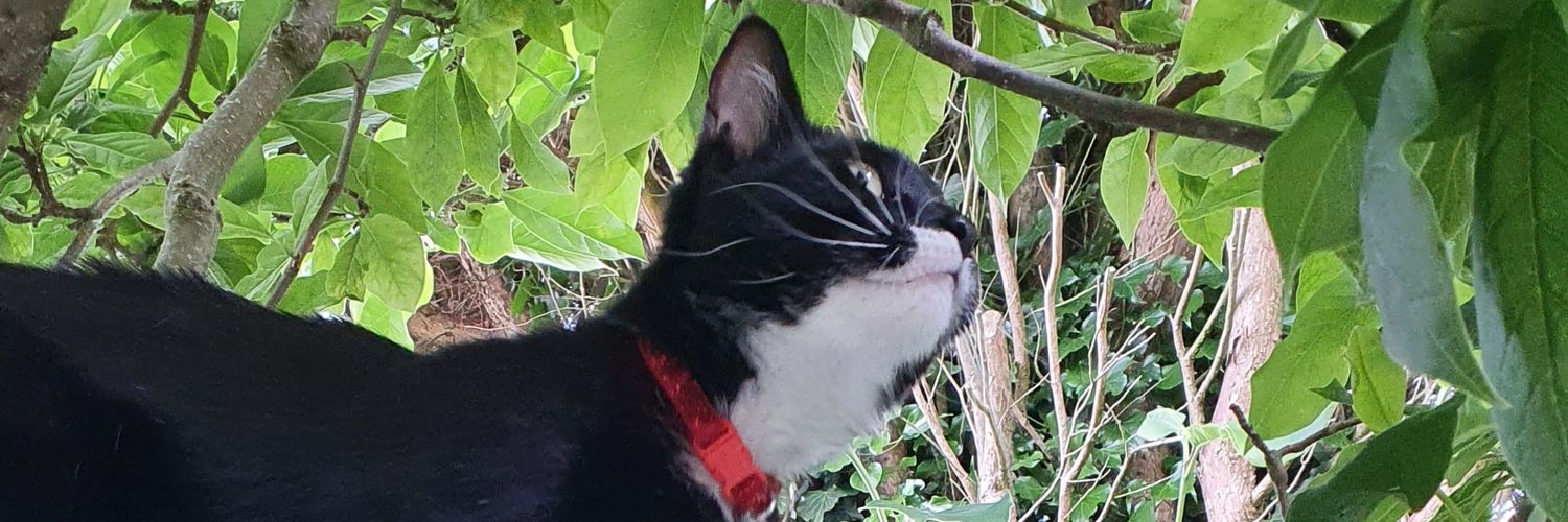 Jordsbabe's profile banner image