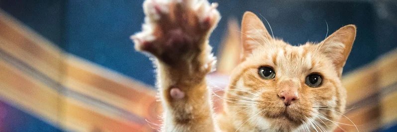 Isobel 🏳️‍🌈 banner