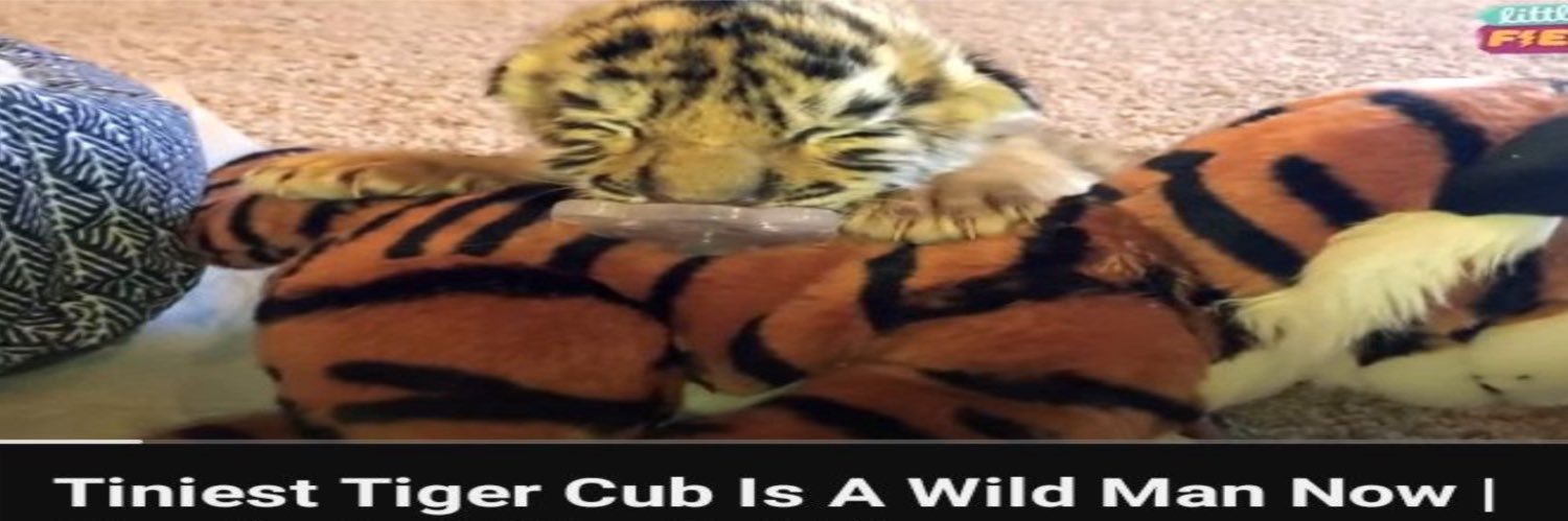 rucaelum's profile banner image