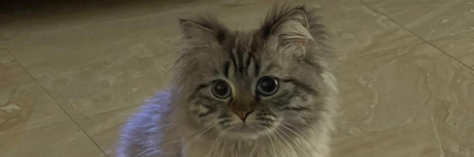 nohanoneeee's profile banner image