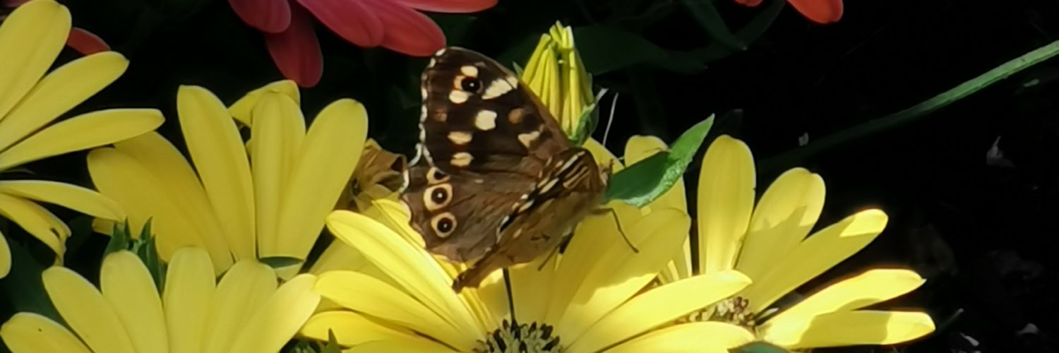 whosalan's profile banner image
