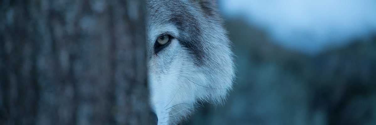Steppenwolf_cfm's profile banner image