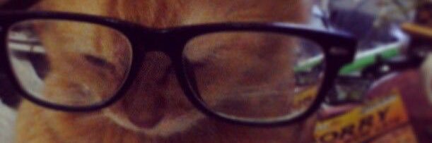 kitty banner