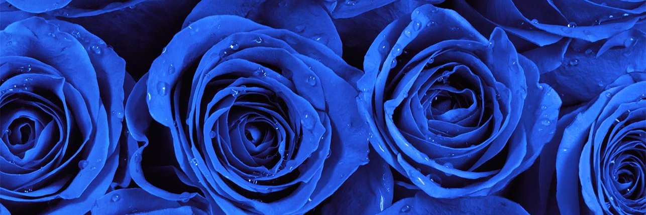 CiCi_Chambers's profile banner image