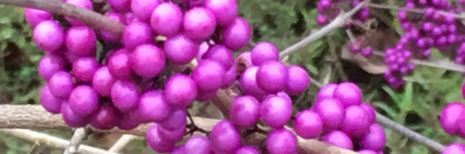 Alison Bowyer 💙 banner