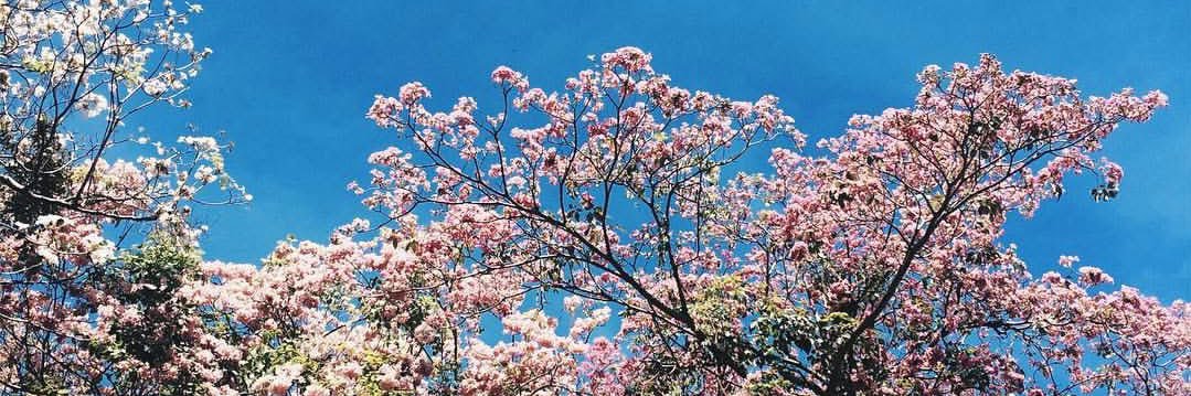 iambloomies's profile banner image