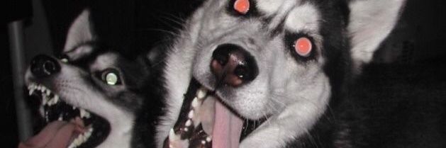 Marmolado Cat banner