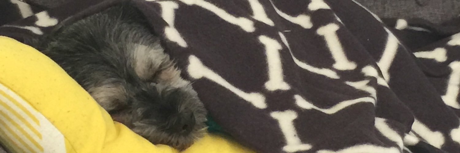 Matt New banner