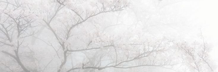 𝖑𝖆𝖓𝖆 banner