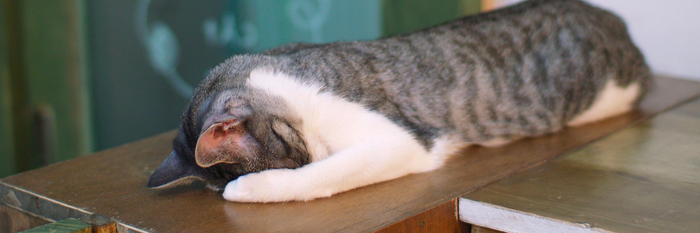 책읽는고양이 banner