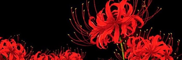 arianloll's profile banner image