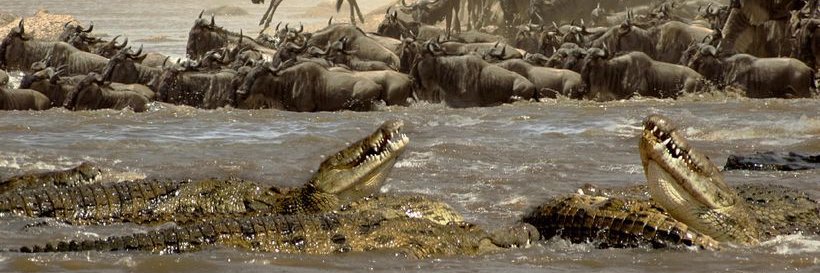 Dr. Aldren Rivers | Sobek banner