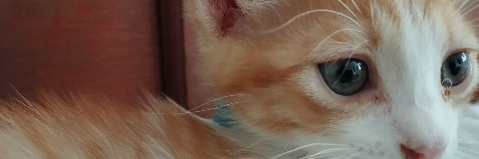 elissrg's profile banner image