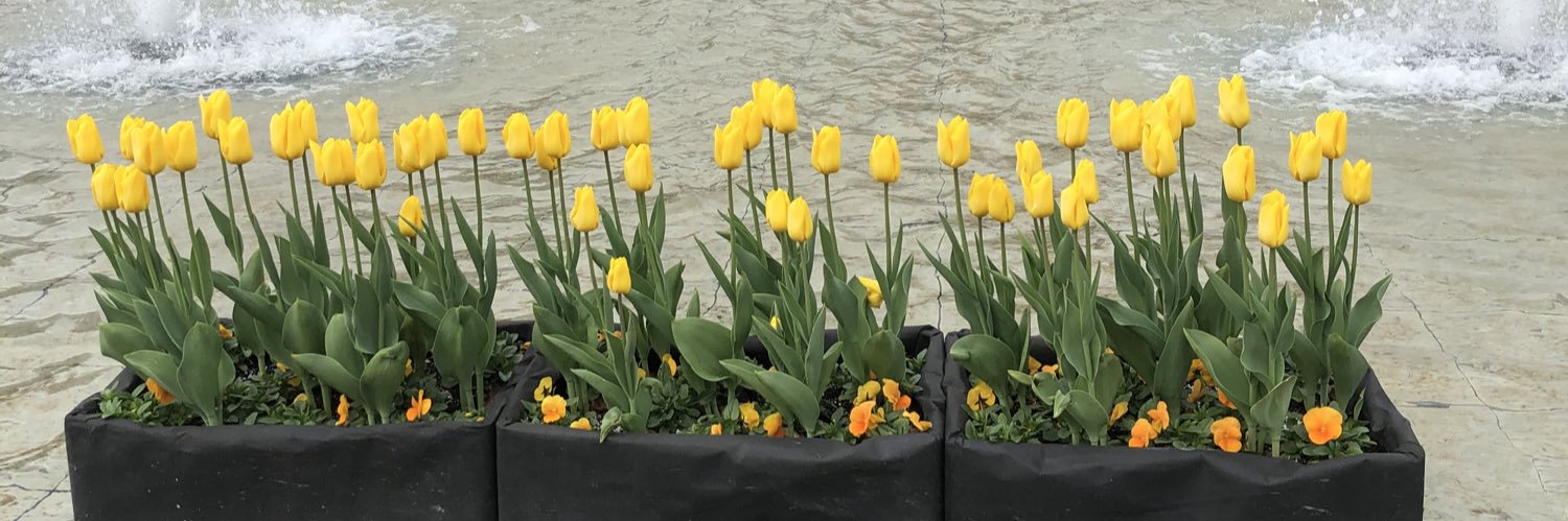 deaddtulips's profile banner image