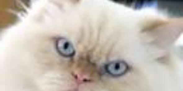 MeowJohan's profile banner image