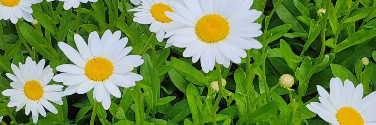 aprilmpigott's profile banner image