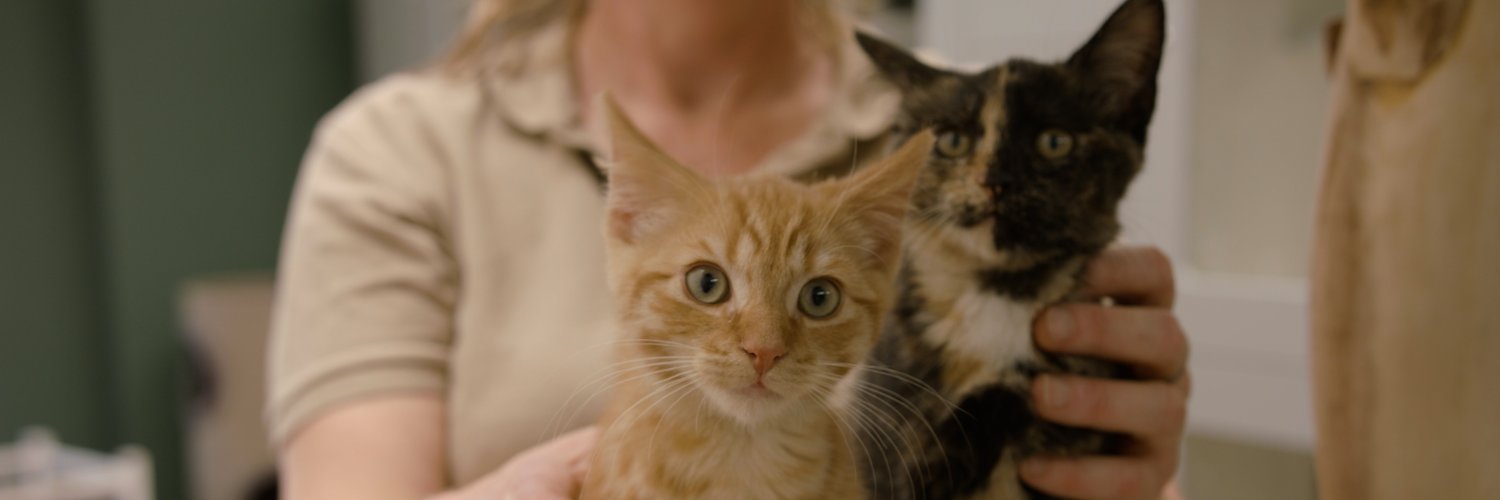 DierenLot's profile banner image