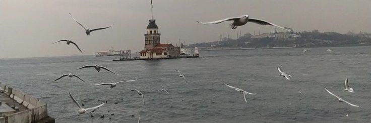 Birdervis1's profile banner image