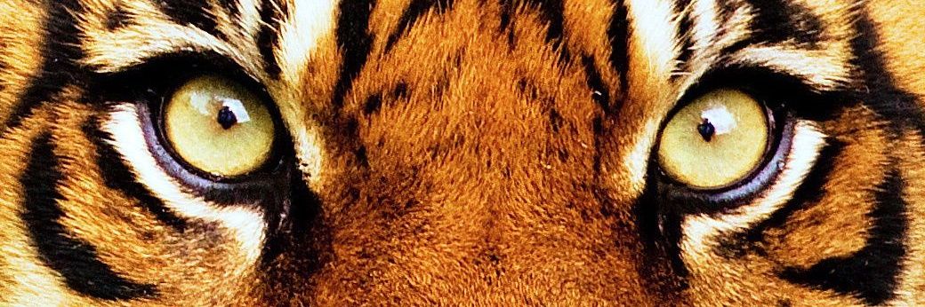 asgpk's profile banner image