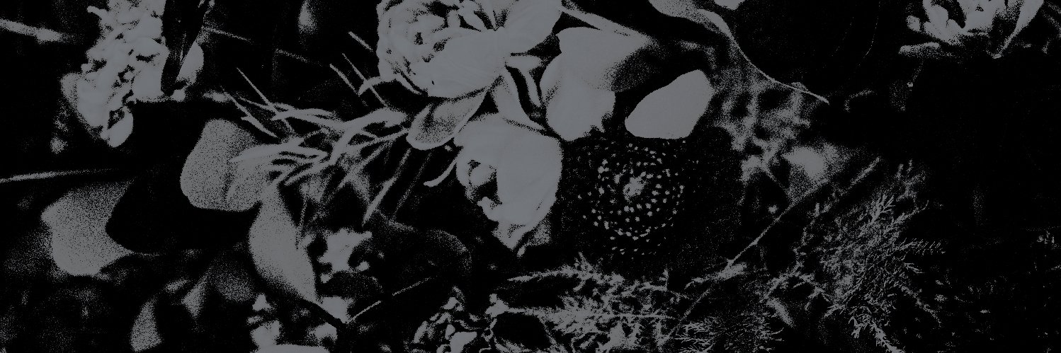 ℒ𝗂𝗅𝖺. banner