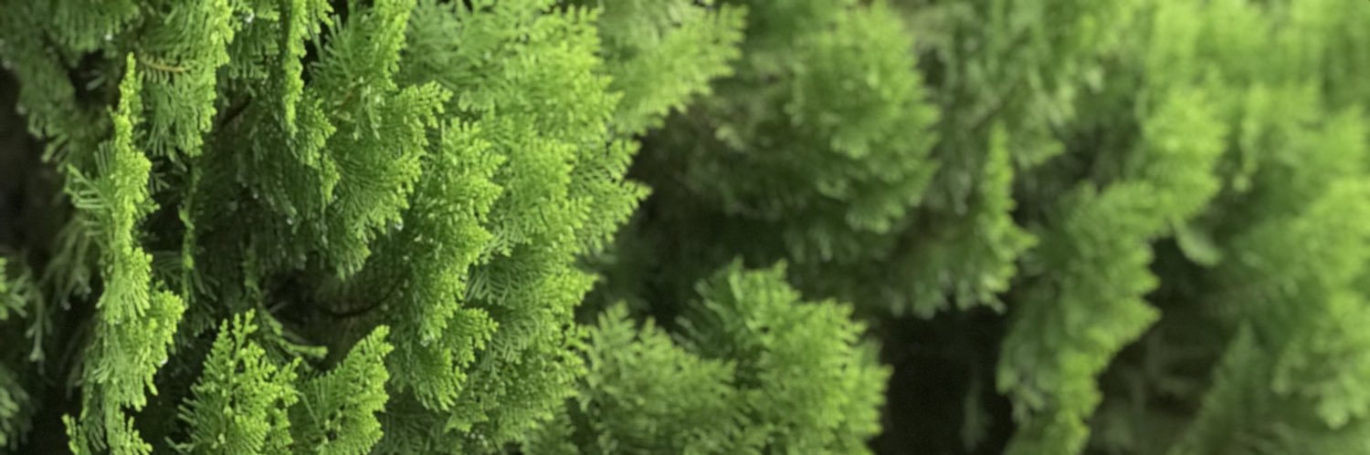Vergaras_swt1's profile banner image