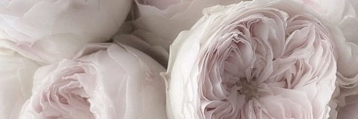 kels 🐇 banner