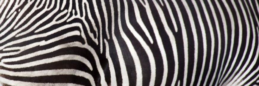 handsomezebra's profile banner image
