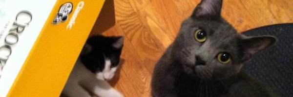 AbbieSomething Profile Banner