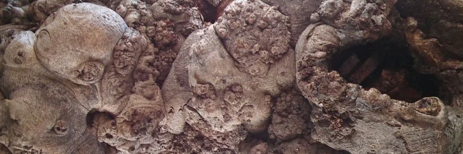 Carolina Romano banner