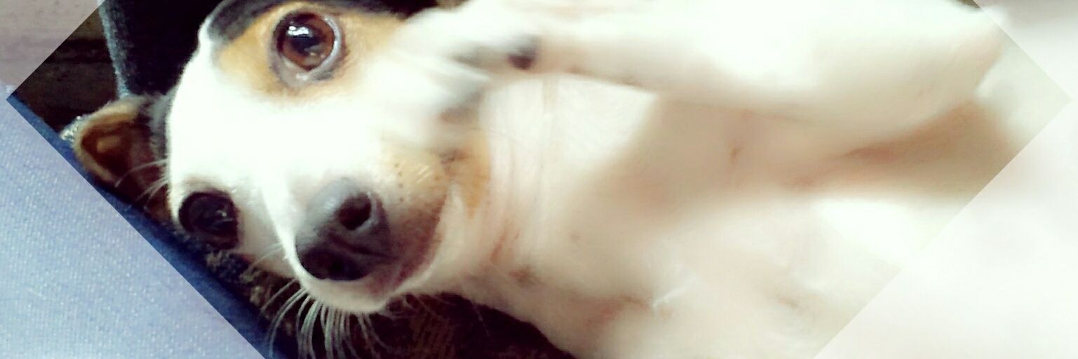 MoshiMoshea's profile banner image