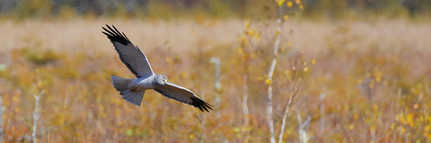 どきちゃん banner