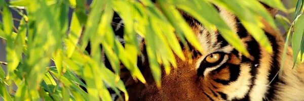 frakua86 Profile Banner