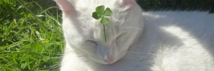 fray 🪷🍀²⁹ banner
