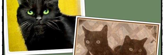 dianestuckart's profile banner image
