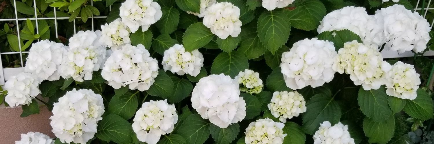 marunyatajohn's profile banner image