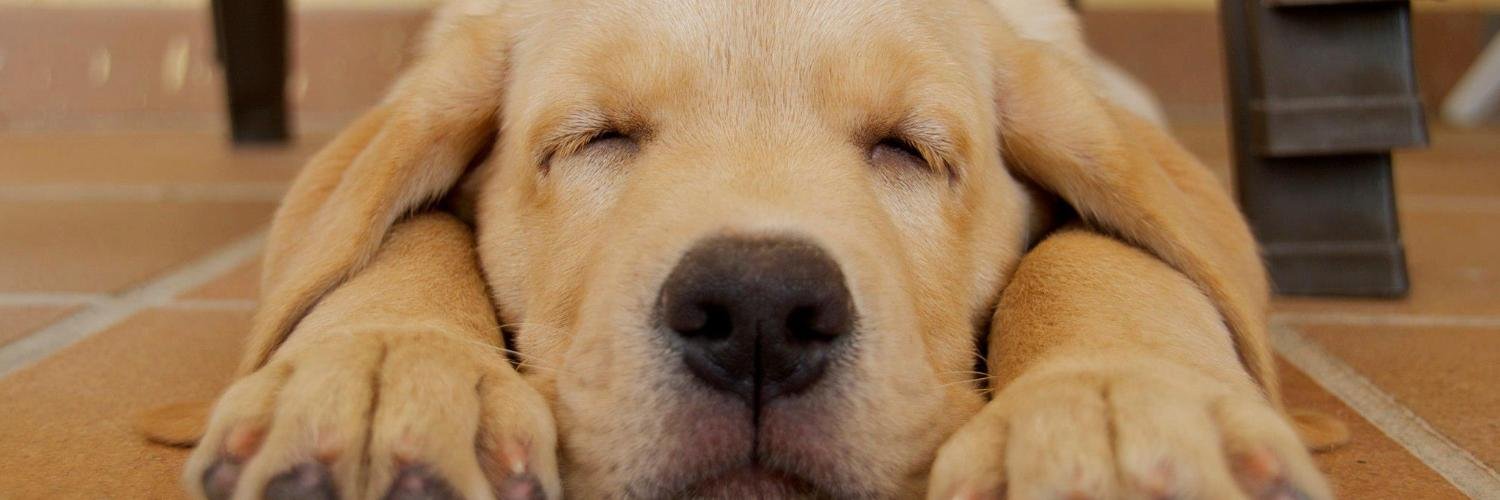 Borja Domingo banner