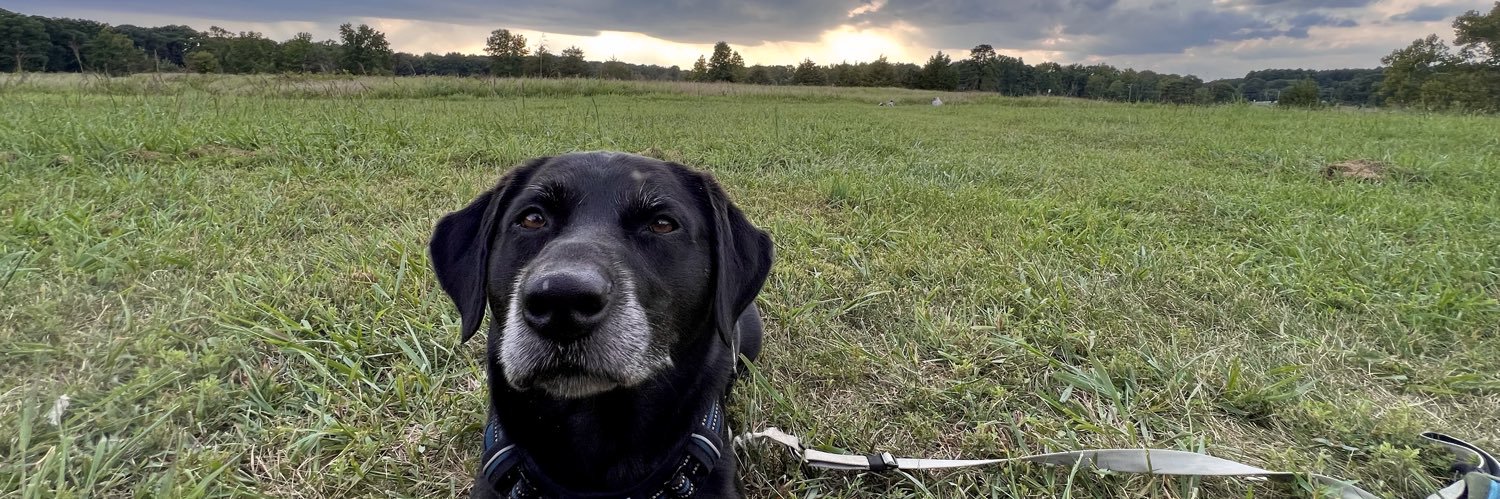 Black Dog banner