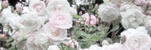 𝒷𝑒𝒶 banner