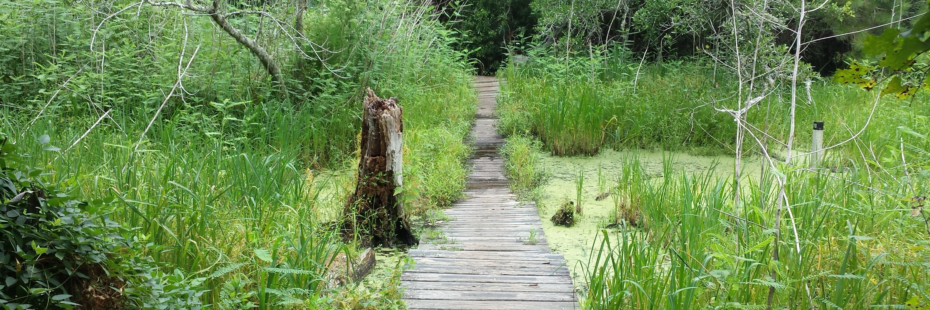 Zachary Ramsey, Ph.D. banner