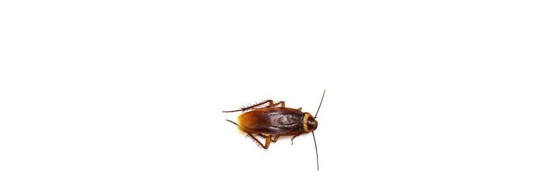 cockroach janta party india banner