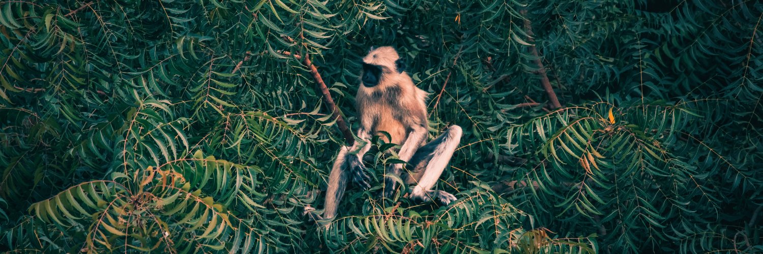 Aisa Coco Perez banner