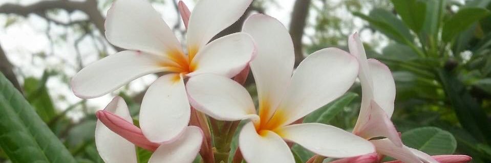 AriSafari_'s profile banner image